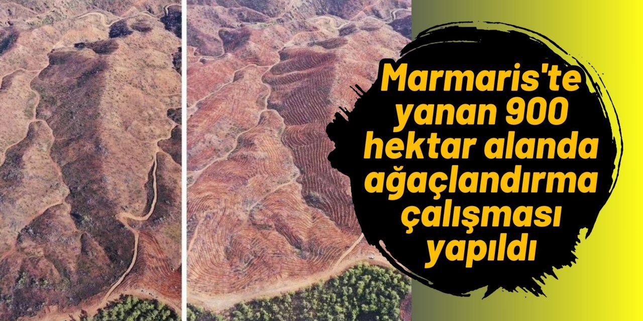 Marmaris'te yanan 900 hektar alanda ağaçlandırma çalışması yapıldı