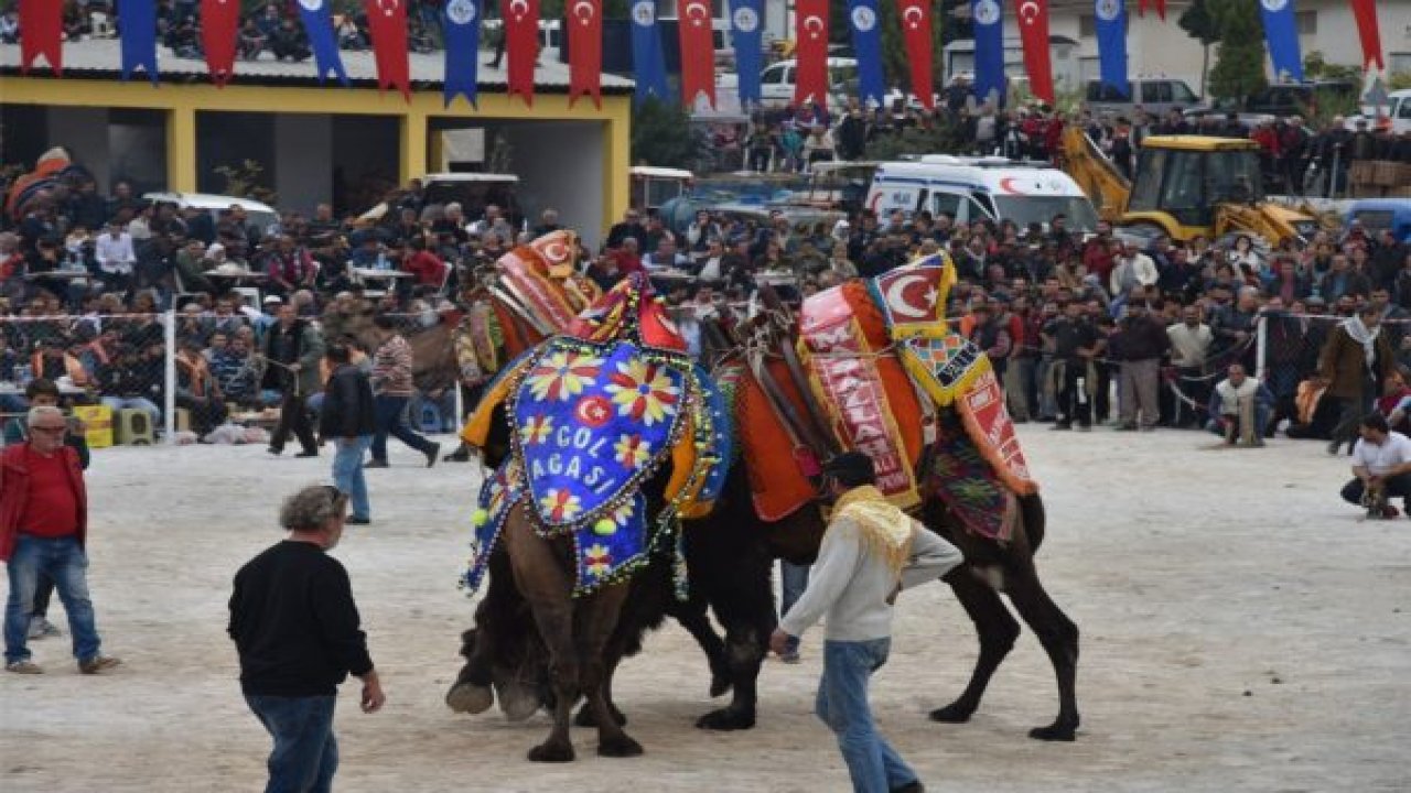 Deve Güreşleri Güllük Arenada