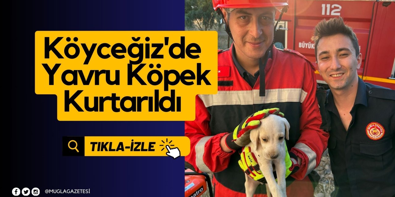 Köyceğiz'de Yavru Köpek Kurtarıldı