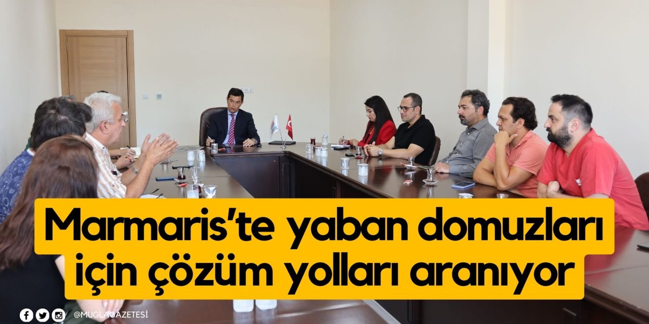Marmaris’te yaban domuzları için çözüm yolları aranıyor