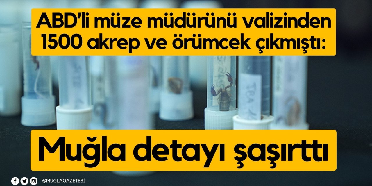 ABD’li müze müdürünü valizinden 1500 akrep ve örümcek çıkmıştı: Muğla detayı şaşırttı