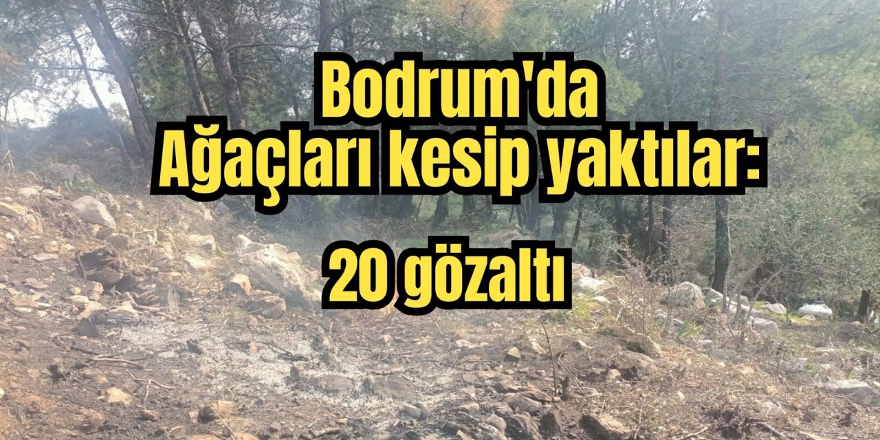 Bodrum'da Ağaçları kesip yaktılar: 20 gözaltı