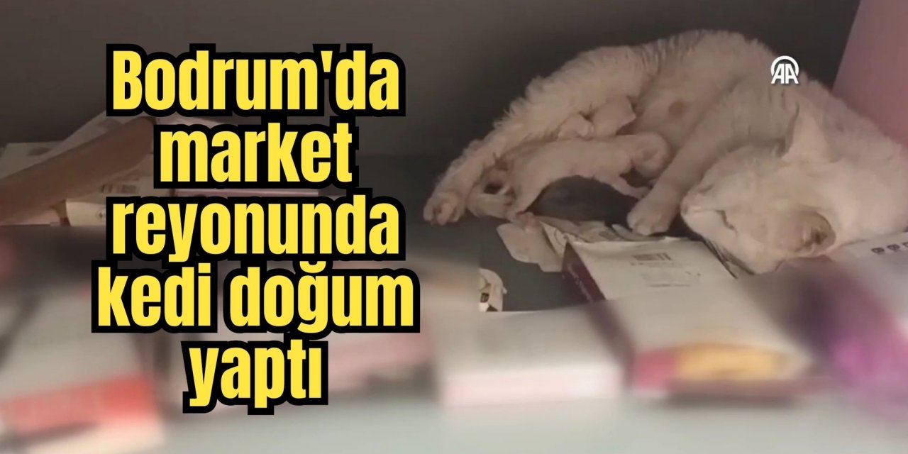 Bodrum'da market reyonunda kedi doğum yaptı