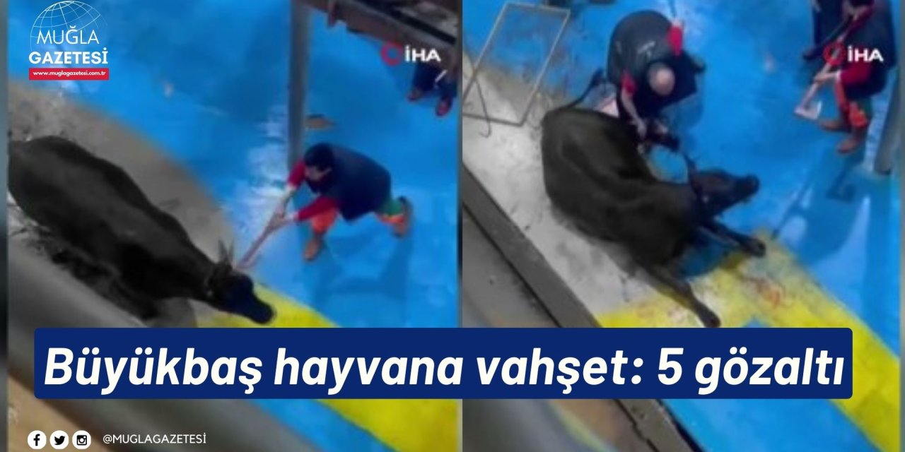 Büyükbaş hayvana vahşet: 5 gözaltı