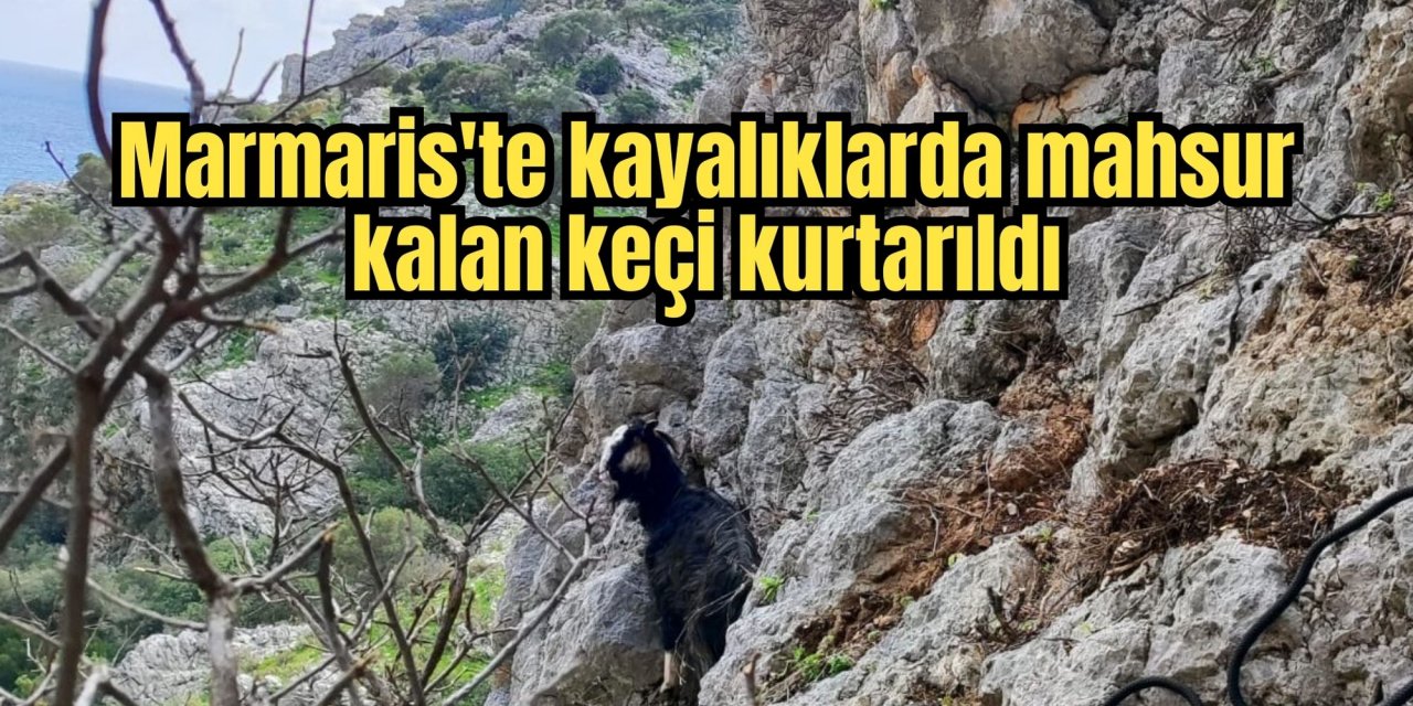 Marmaris'te kayalıklarda mahsur kalan keçi kurtarıldı
