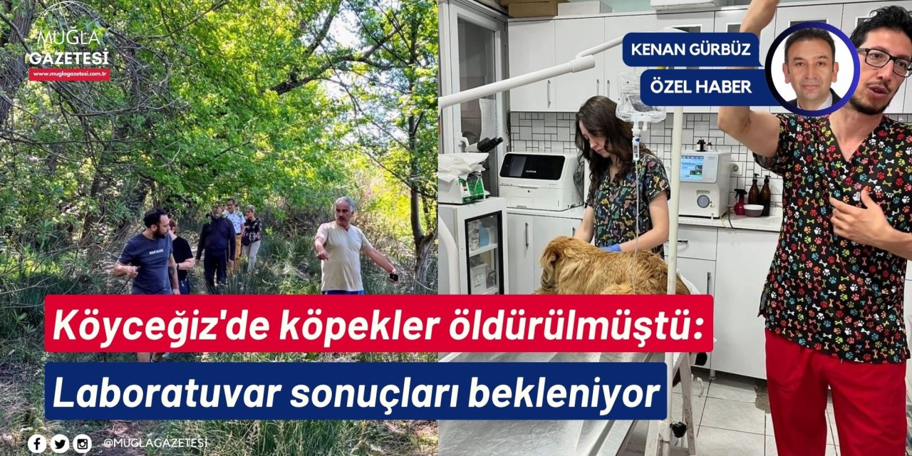 Köyceğiz'de köpekler öldürülmüştü: Laboratuvar sonuçları bekleniyor