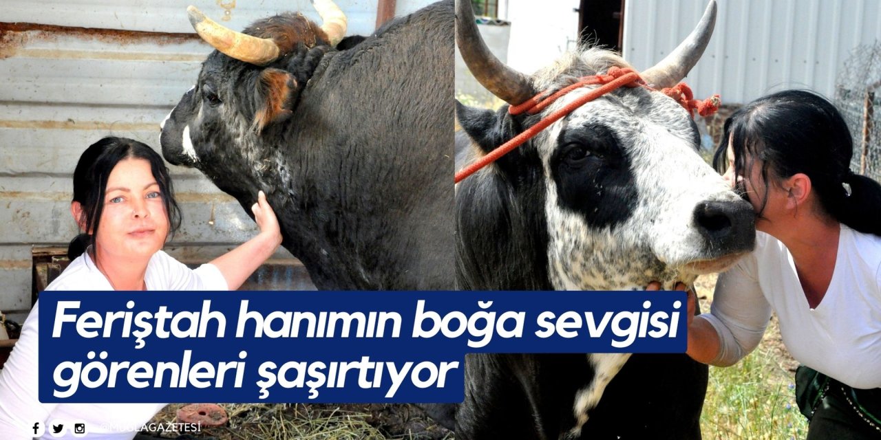 Feriştah hanımın boğa sevgisi görenleri şaşırtıyor