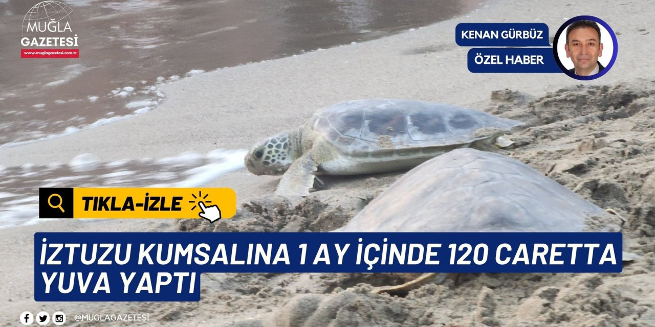 İZTUZU KUMSALINA 1 AY İÇİNDE 120 CARETTA YUVA YAPTI