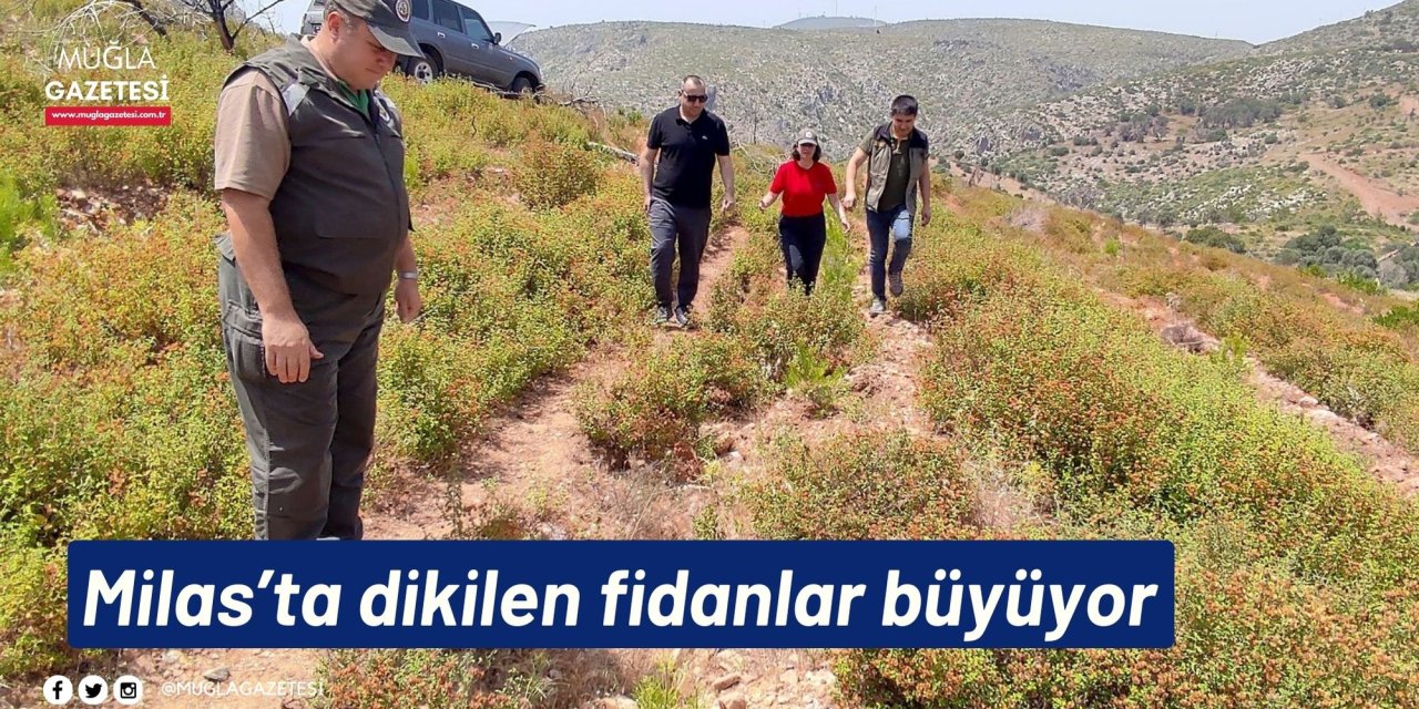 Milas’ta dikilen fidanlar büyüyor