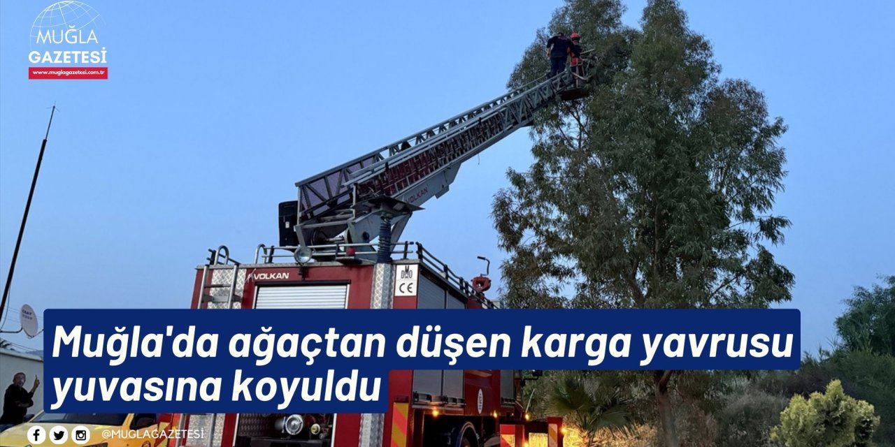Muğla'da ağaçtan düşen karga yavrusu yuvasına koyuldu
