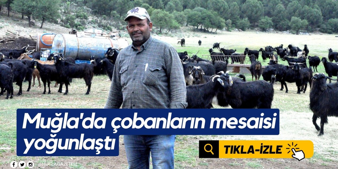 Muğla'da çobanların mesaisi yoğunlaştı