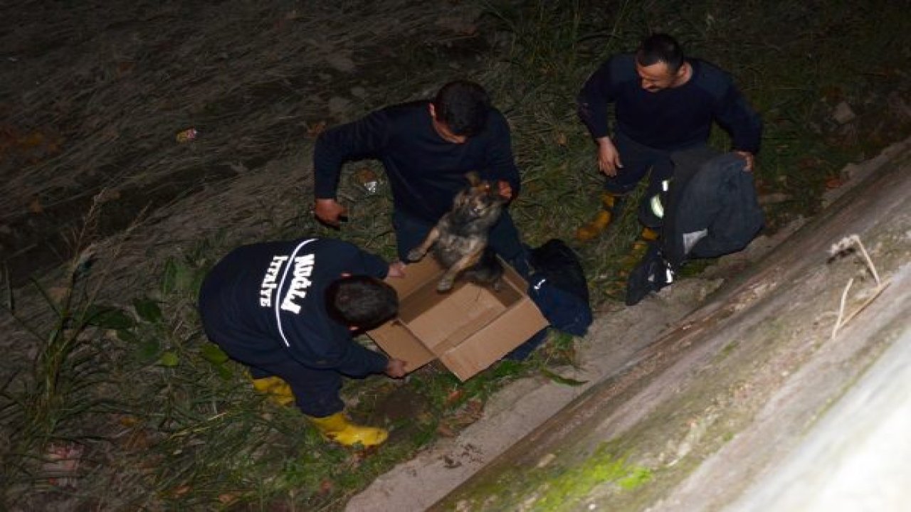 ‘Fifi’ için seferberlik ilan edildi