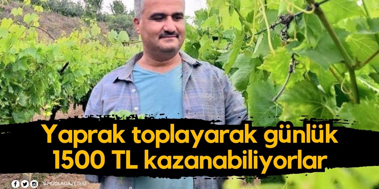 Yaprak toplayarak günlük 1500 TL kazanabiliyorlar