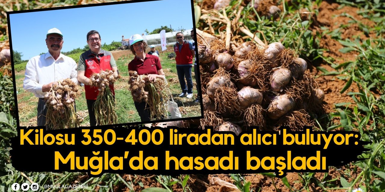 Kilosu 350-400 liradan alıcı buluyor: Muğla’da hasadı başladı