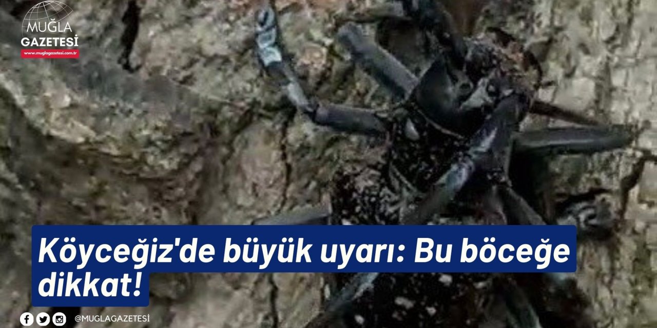 Köyceğiz'de büyük uyarı: Bu böceğe dikkat!