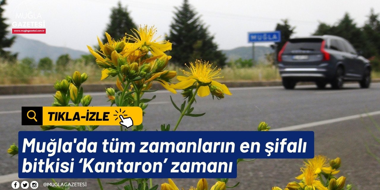 Muğla'da tüm zamanların en şifalı bitkisi ‘Kantaron’ zamanı