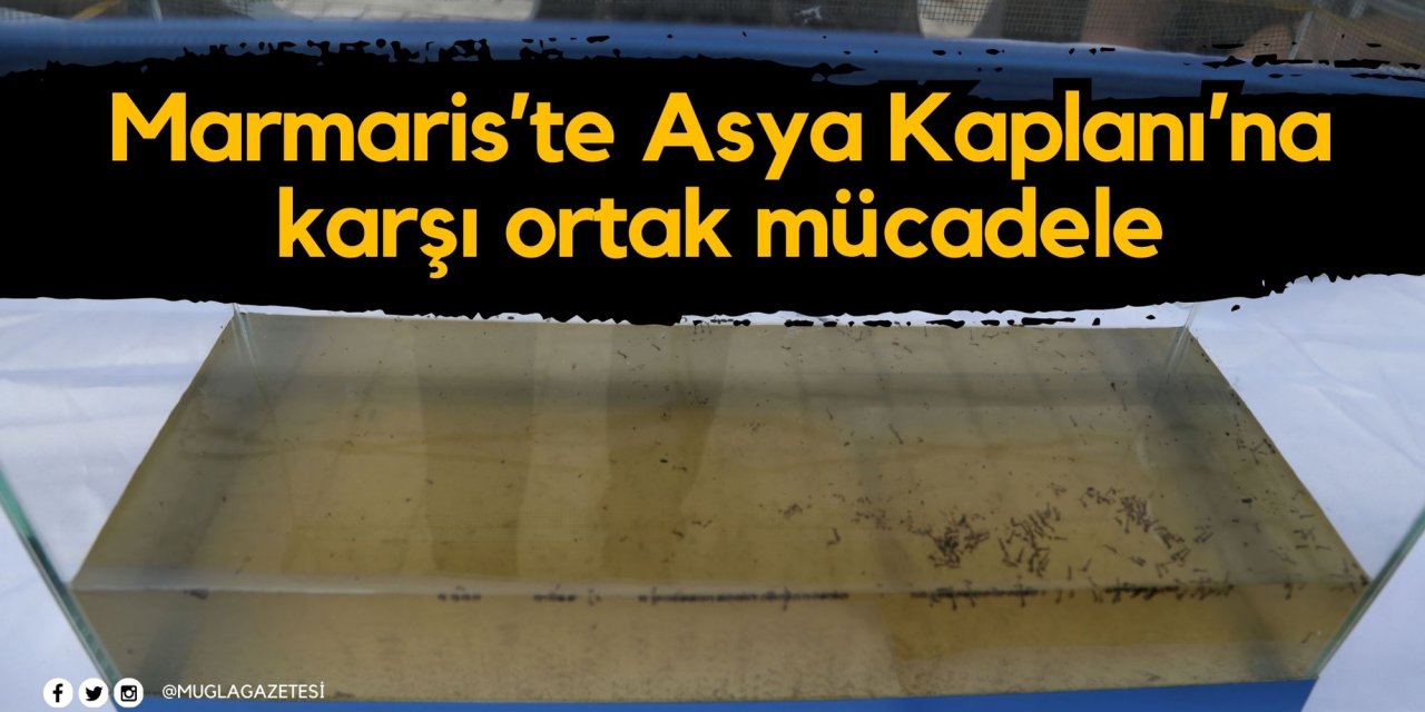 Marmaris’te Asya Kaplanı’na karşı ortak mücadele