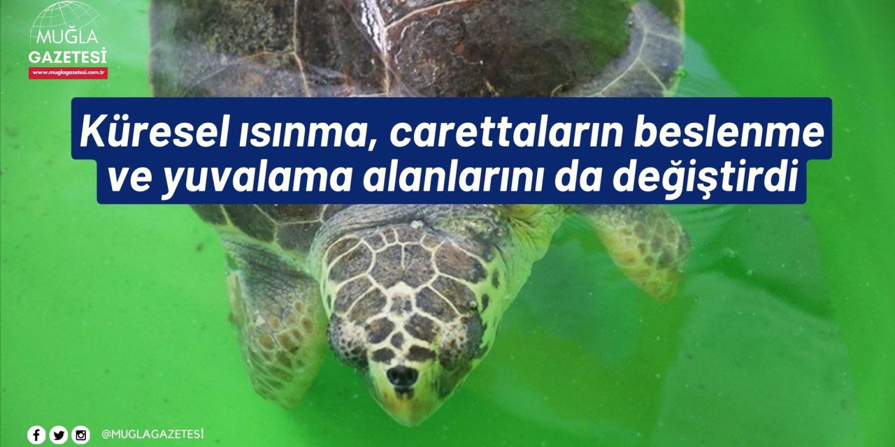 Küresel ısınma, carettaların beslenme ve yuvalama alanlarını da değiştirdi