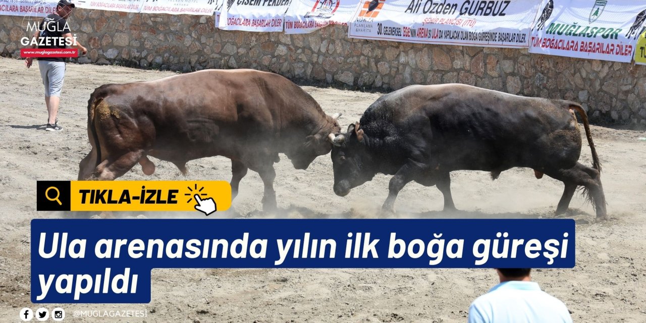 Ula arenasında yılın ilk boğa güreşi yapıldı