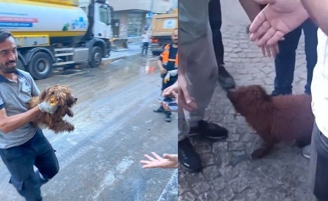 Çöken binadan 12 saat sonra bir köpek kurtarıldı