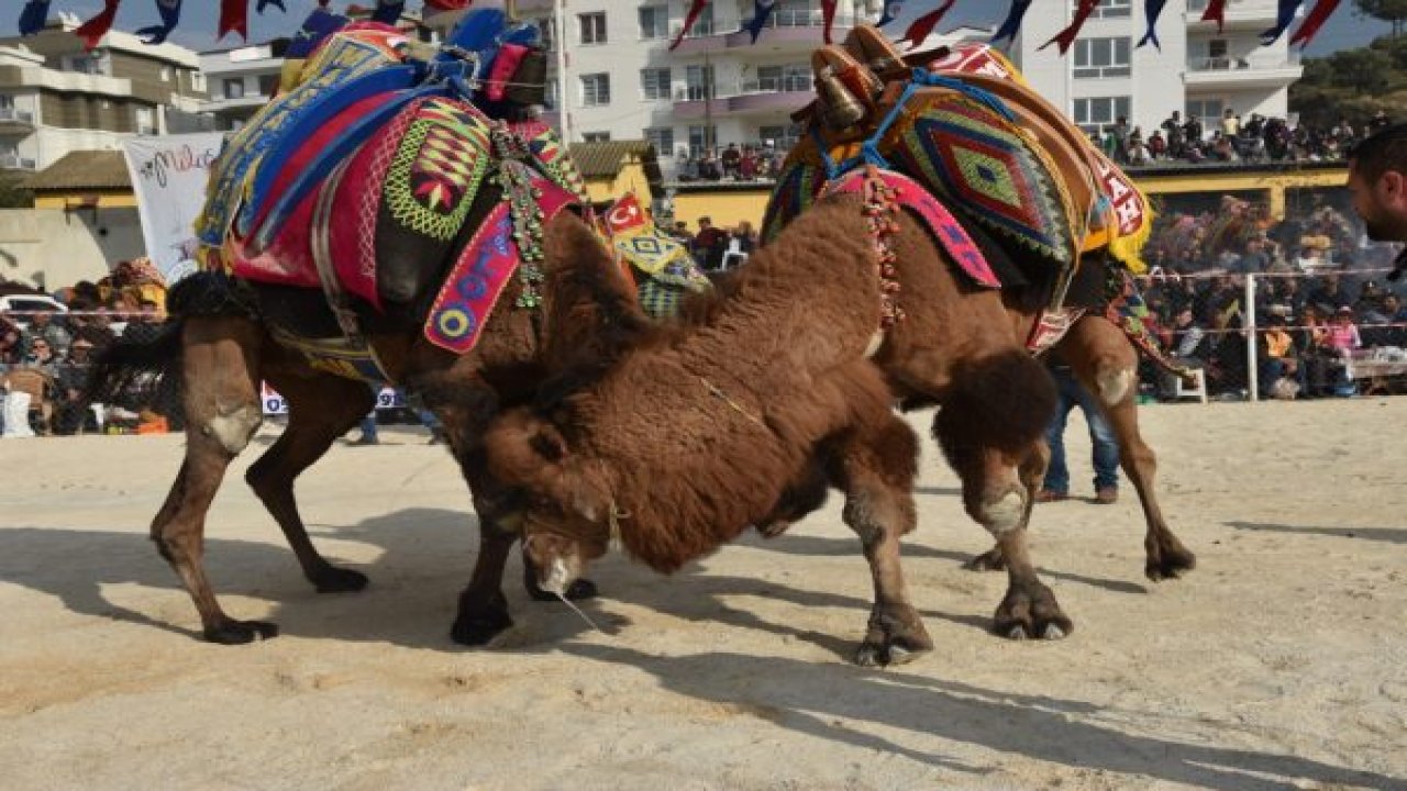 Develer Güllük Arena’da Boy Gösterdi
