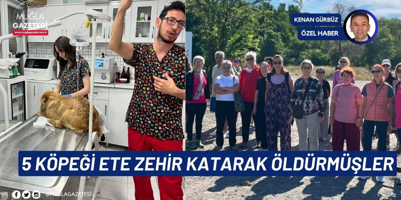 5 köpeği ete zehir katarak  öldürmüşler