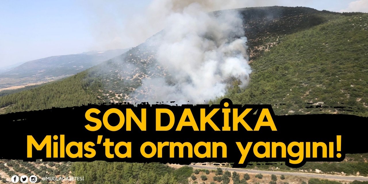 SON DAKİKA| Milas’ta orman yangını!