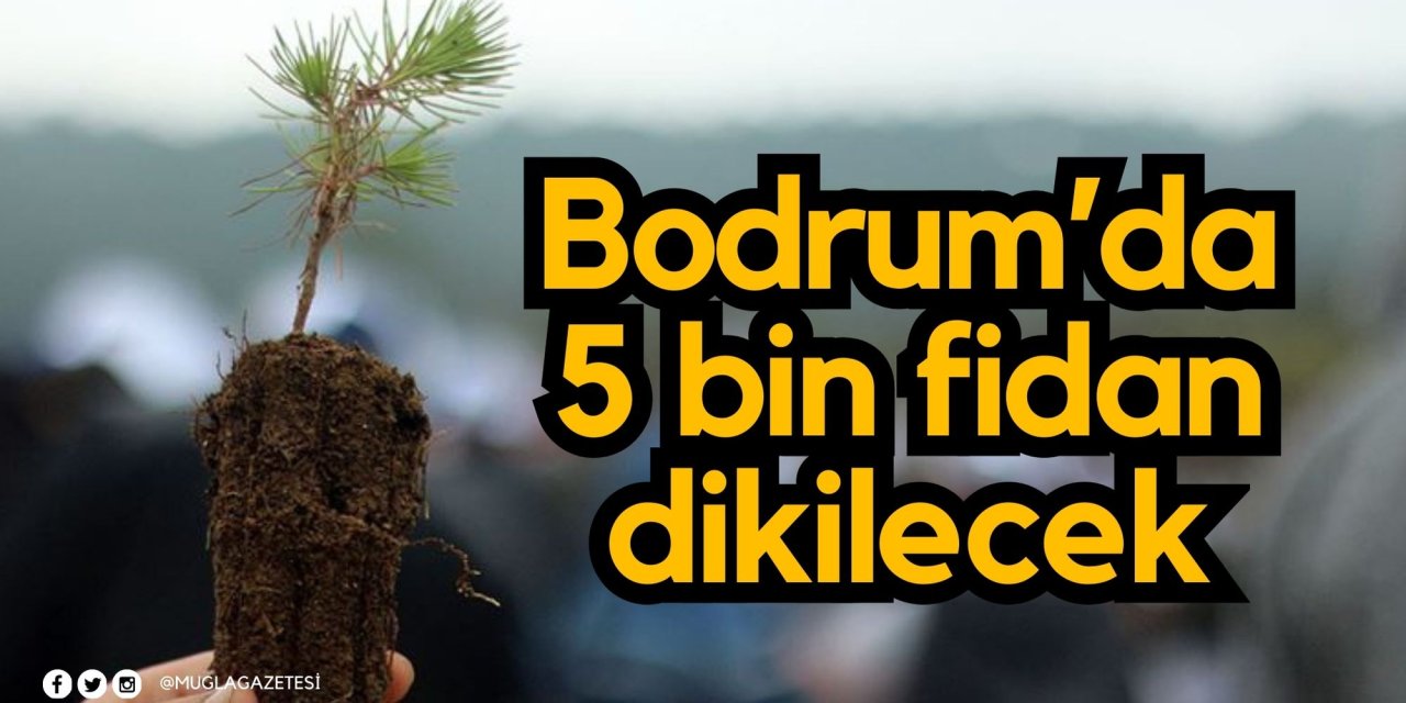 Bodrum’da 5 bin fidan dikilecek