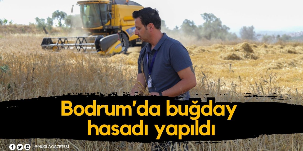 Bodrum’da buğday hasadı yapıldı