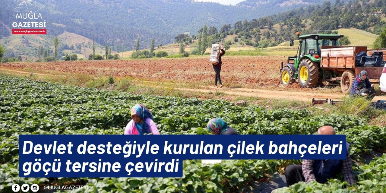 Devlet desteğiyle kurulan çilek bahçeleri göçü tersine çevirdi