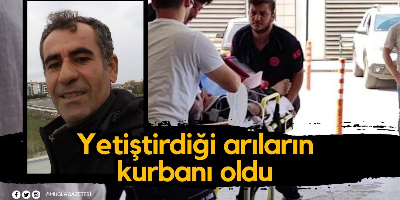 Yetiştirdiği arıların kurbanı oldu