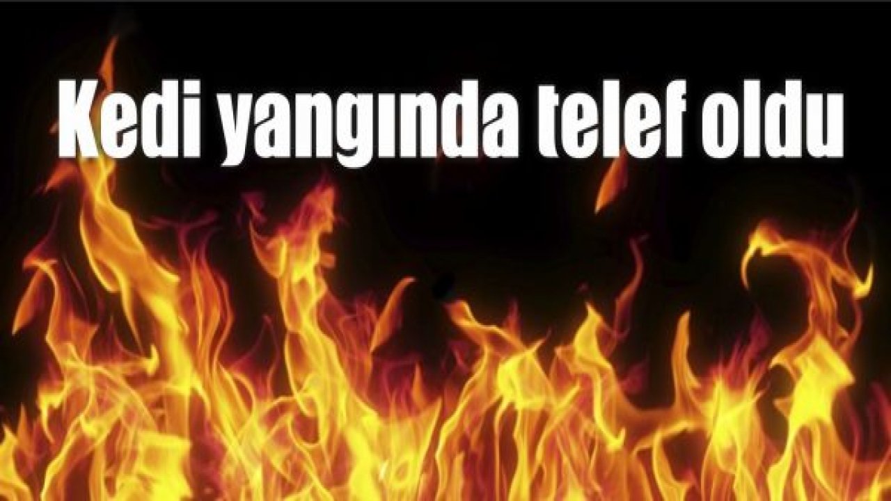 Kedi yangında telef oldu