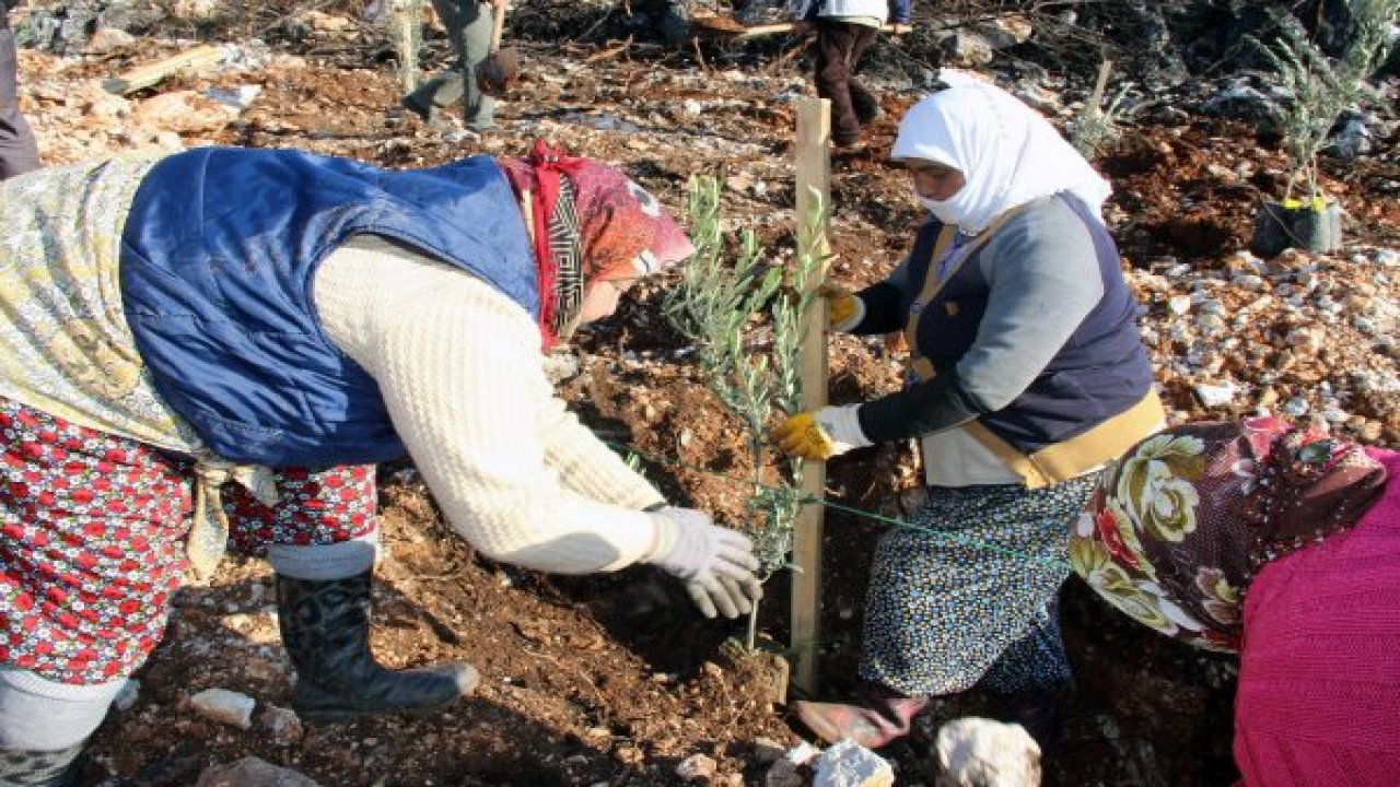 Zeytinköy’e 13 bin zeytin fidanı
