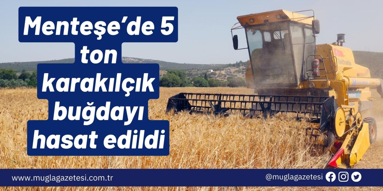 Menteşe’de 5 ton karakılçık buğdayı hasat edildi