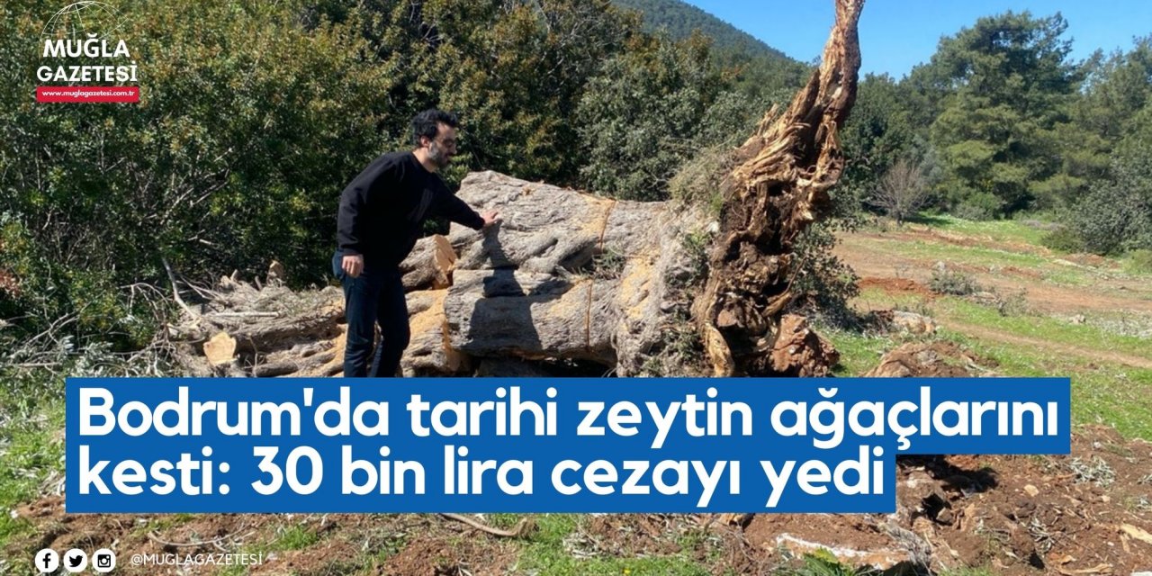 Bodrum'da tarihi zeytin ağaçlarını kesti: 30 bin lira cezayı yedi