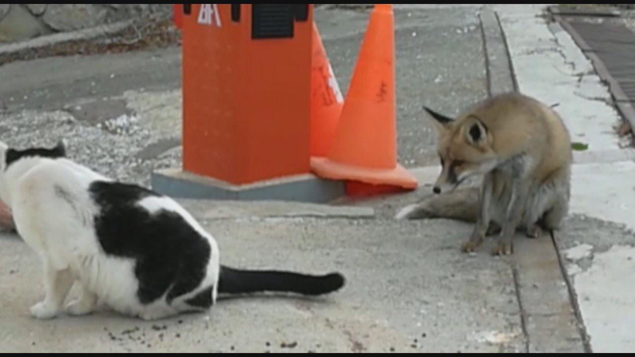 Yavru tilki ile kedilerin dostluğu