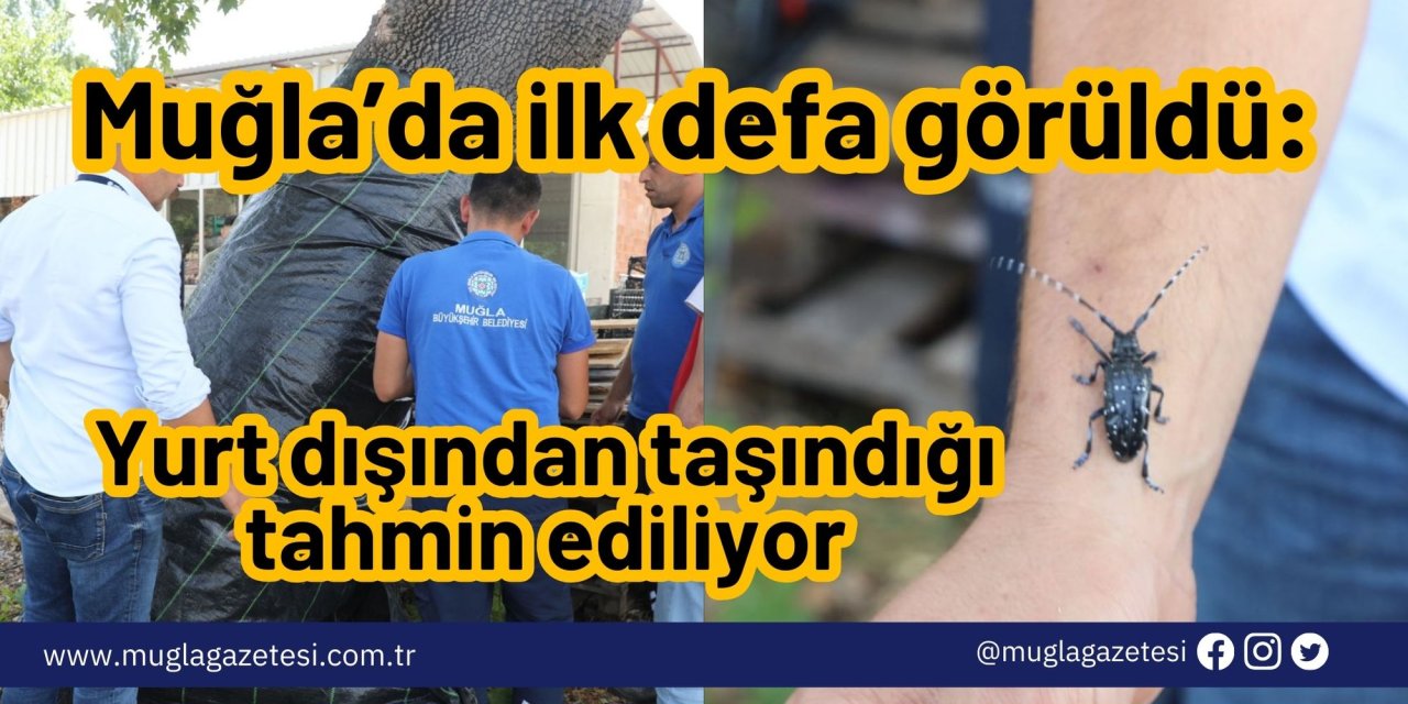 Muğla’da ilk defa görüldü: Yurt dışından taşındığı tahmin ediliyor