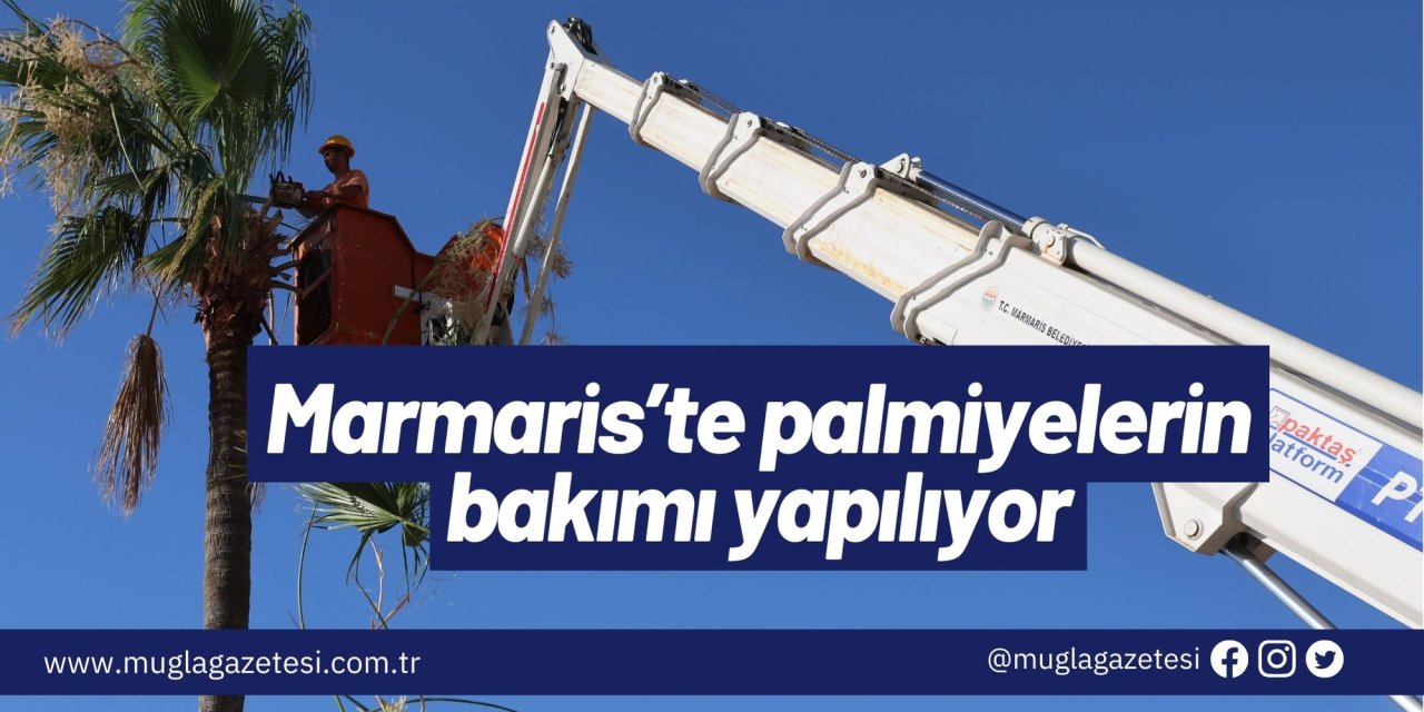 Marmaris’te palmiyelerin bakımı yapılıyor
