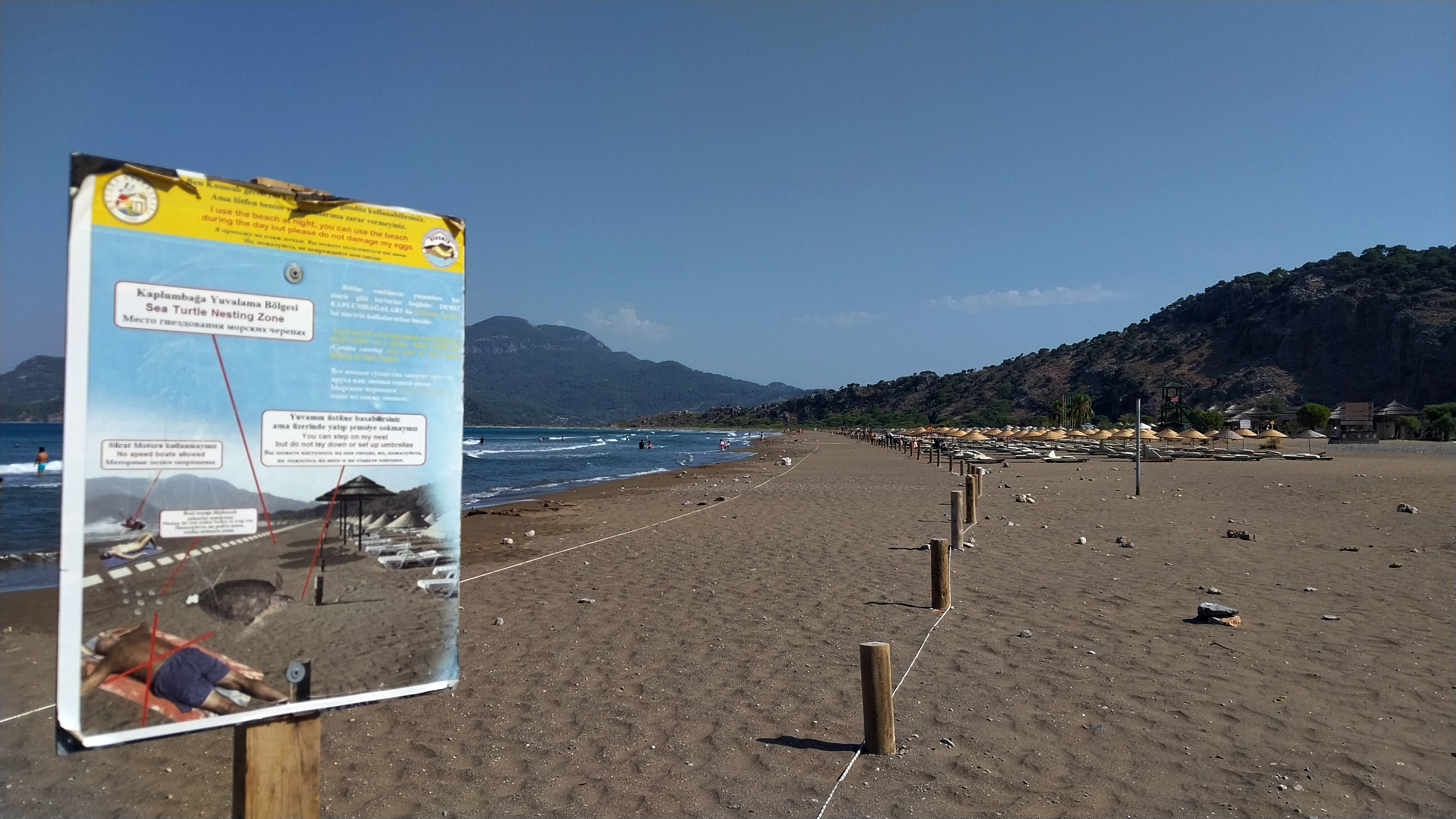 İztuzu Sahili'nde caretta caretta yuvası sayısı 700'e ulaştı