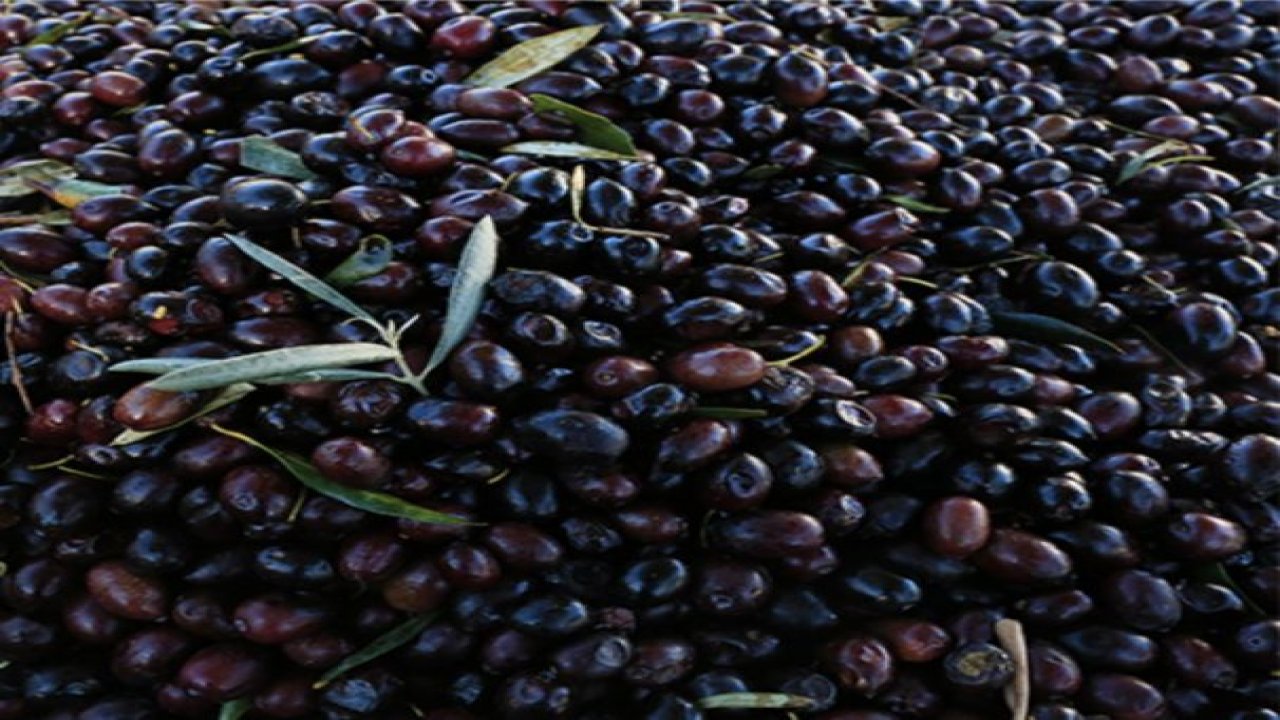 Geleneksel yöntemle zeytinyağı üretiyorlar