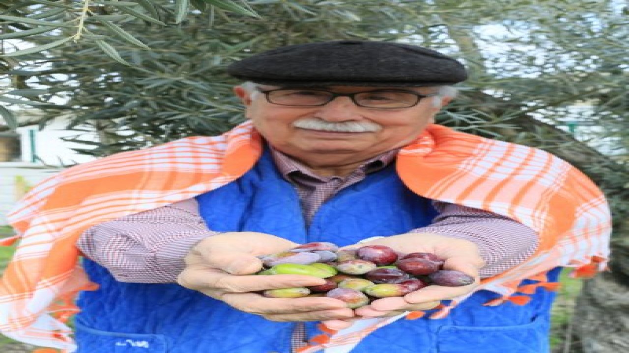 Zeytin ağaçları 3 yıl sonra meyve verdi