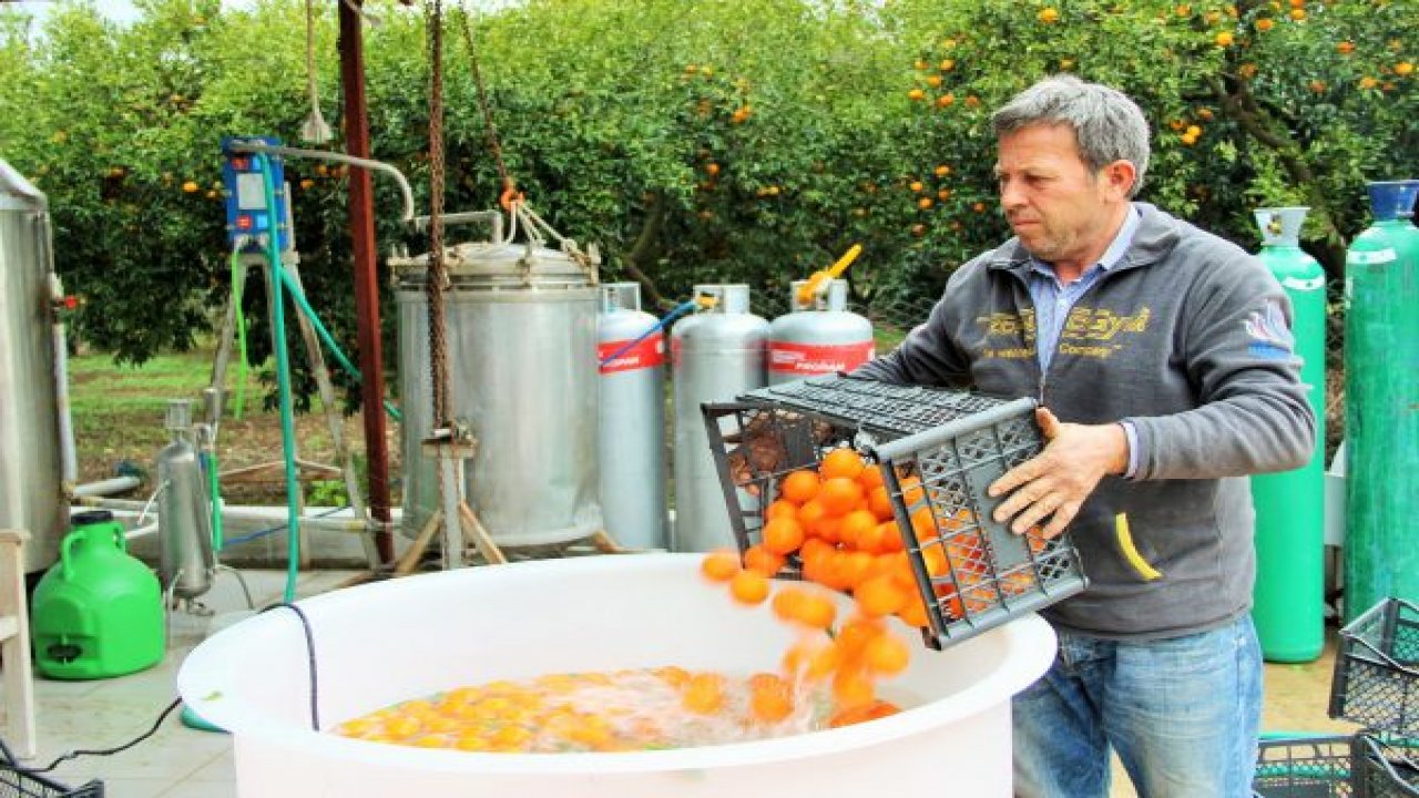 Mandalina hasadı başladı