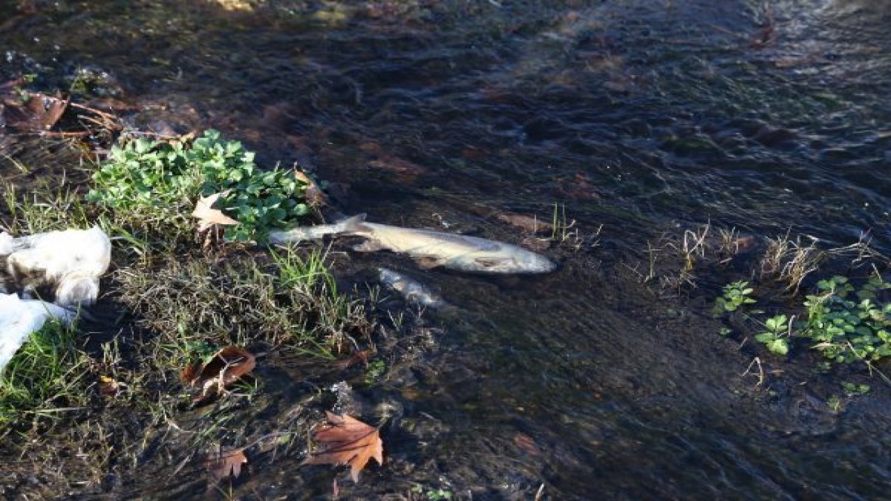 Kamış Çayı’nda yüzlerce balık telef oldu