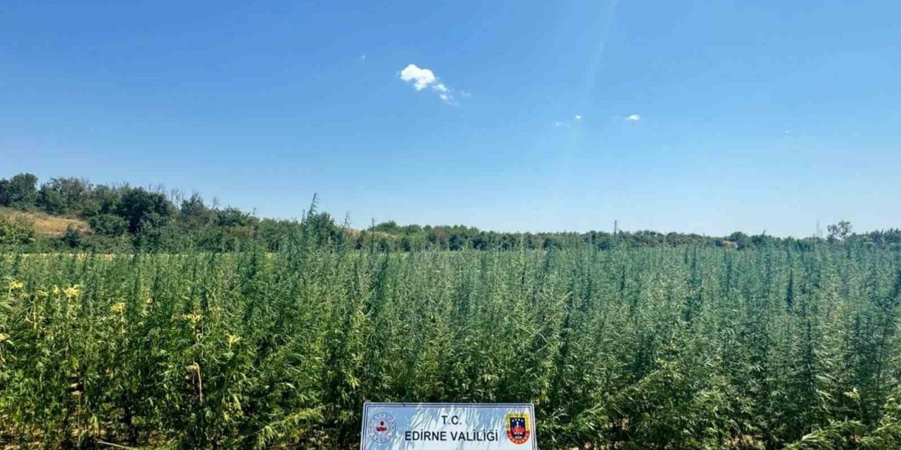 Ayçiçeği tarlasına 2 milyon kök kenevir ekti