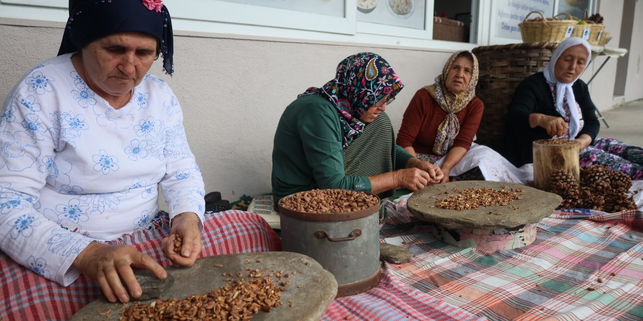 Muğla’da Çam Fıstığıyla ilgili panel düzenlendi: Muğla 3’üncü sırada