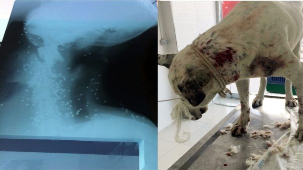 Köpeğin röntgen filmini görenler şok oldu