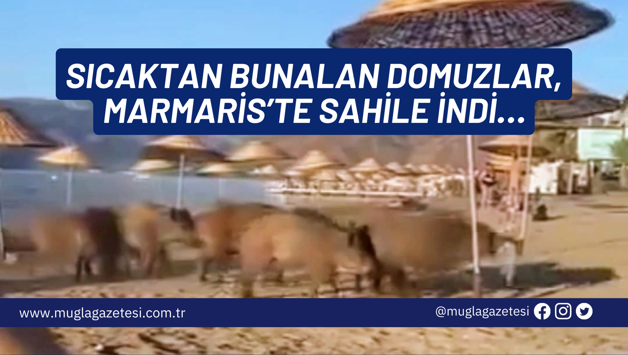 SICAKTAN BUNALAN DOMUZLAR, MARMARİS’TE SAHİLE İNDİ…