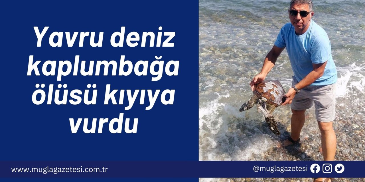 Yavru deniz kaplumbağa ölüsü kıyıya vurdu