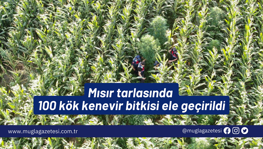 Mısır tarlasında 100 kök kenevir bitkisi ele geçirildi