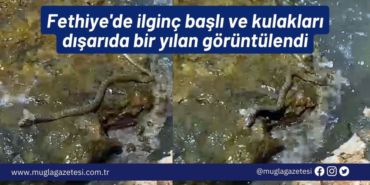 Fethiye'de ilginç başlı ve kulakları dışarıda bir yılan görüntülendi